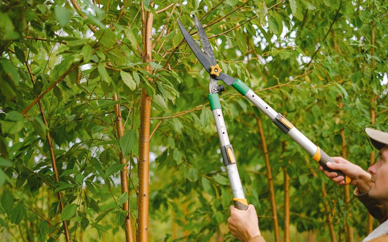 Tree trimming in Fallsburg, NY